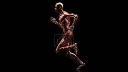 Photo for 3d illustration of muscular system of running man, muscle and bone Anatomy while run, human physical and sport, joggers, running man, medically accurate, fitness, 3d render - Royalty Free Image