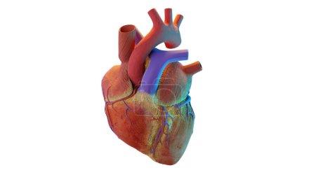 Photo for 3d illustration of human heart. realistic image isolated, Correct anatomical heart with venous system, 3d render - Royalty Free Image