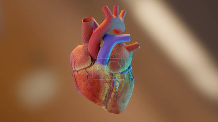 Téléchargez les photos : Illustration 3D du cœur humain. image réaliste isolée, Coeur anatomique correct avec système veineux, rendu 3d - en image libre de droit