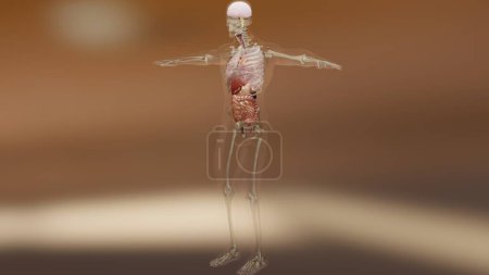 Illustration 3D de l'anatomie humaine, des muscles, des organes, des os. Palettes de couleurs créatives et détails concepteurs, pièces non structurées, rendu 3d