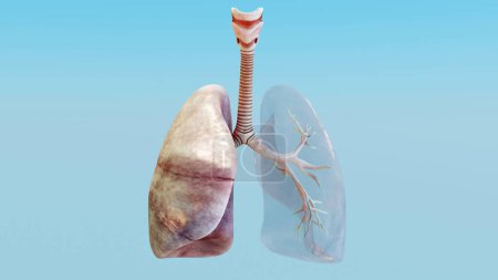3D Illustration des Human Respiratory System Lunge Anatomy Concept. sichtbare Lunge, Lungenbeatmung, Realistisch hohe Qualität, 3D-Darstellung