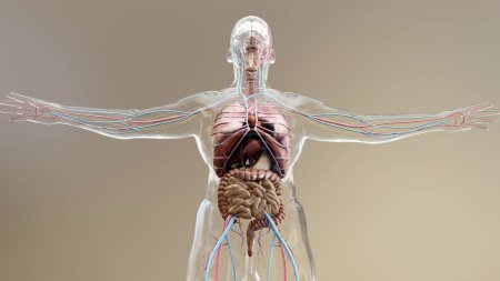 Menschliche Anatomie, Organe, Knochen. Kreative Farbpaletten und Designerdetails, unstrukturierte Darstellungsteile, 3D-Renderer,