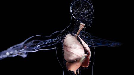 Foto de Human Respiratory System Lungs Anatomy Animation Concept (en inglés). pulmón visible, ventilación pulmonar, tráquea, ilustración médica realista 3d de alta calidad - Imagen libre de derechos