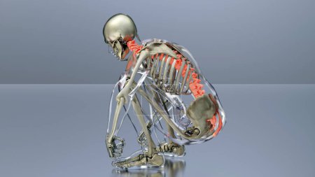 Photo for Human Skeleton System Anatomy Concept. Red on the backbone, medically accurate illustration of a painful spine, Male Hurt Backbone, snatch, 3D render - Royalty Free Image