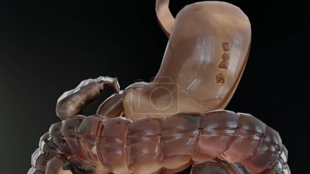 Foto de Anatomía estomacal humana Digestión, concepto del intestino, De la boca a los intestinos, laxante, traición del estreñimiento, esófago, deglución y digestión de alimentos, devanadora 3D - Imagen libre de derechos