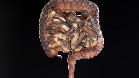 Photo for Human Stomach Anatomy Digestion, concept of the intestine, From the mouth to the intestines, laxative, traitement of constipation, esophagus, swallowing and the digestion of food, 3D reander - Royalty Free Image