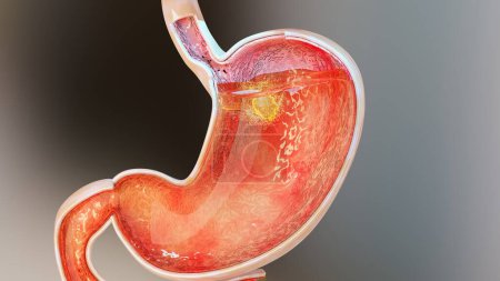Ilustración 3d de la digestión de la anatomía del estómago humano, reander 3D