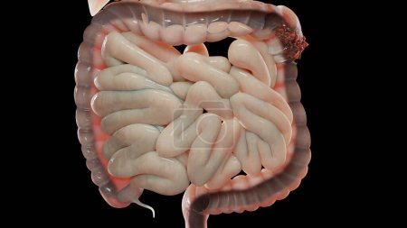 Photo for 3d illustration of human digestive system anatomy, concept of the intestine, laxative, traitement of constipation, 3d render - Royalty Free Image