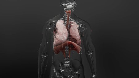 Système respiratoire humain Anatomie pulmonaire Concept d'animation. poumon visible, ventilation pulmonaire, respirateur, inspiration et expiration, rendu médical 3D réaliste de haute qualité
