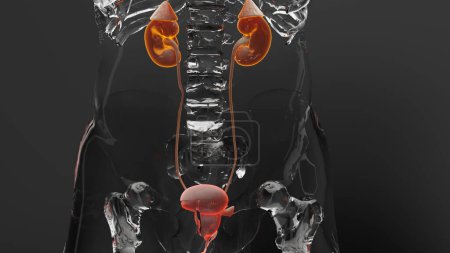 urinary system, detailed male bladder and Kidney anatomy, Urology medical, reproductive system, glass, 3d render