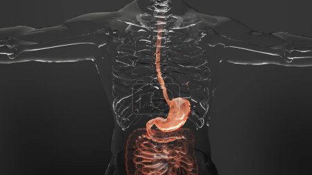 Téléchargez les photos : Structure anatomique de l'estomac et de l'œsophage humain, corps avec organes du système digestif, intestin, vésicule biliaire, gastro-intestinal, concept médical Animation, rendu 3D - en image libre de droit