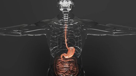 Téléchargez les photos : Structure anatomique de l'estomac et de l'œsophage humain, corps avec organes du système digestif, intestin, vésicule biliaire, gastro-intestinal, concept médical Animation, rendu 3D - en image libre de droit