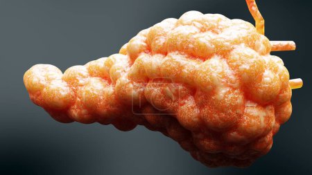 Foto de Anatomía del páncreas humano, reander 3D - Imagen libre de derechos