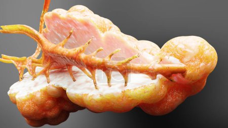 Human Pancreas Anatomy, 3D reander