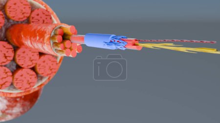 3D Illustration des Muskeltyps: Herzmuskel - Querschnitt durch Muskeln mit sichtbaren Muskelfasern - 3D Rendering