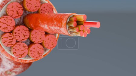 Photo for 3d Illustration of Muscle Type: Heart muscle - cross section through muscle with muscle fibers visible - 3D Rendering - Royalty Free Image
