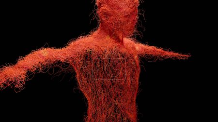 Téléchargez les photos : Système circulatoire artériel et veineux humain, Animation médicalement précise de la croissance des veines et artères, vaisseaux sanguins, Réseau capillaire rouge, rendu 3D - en image libre de droit