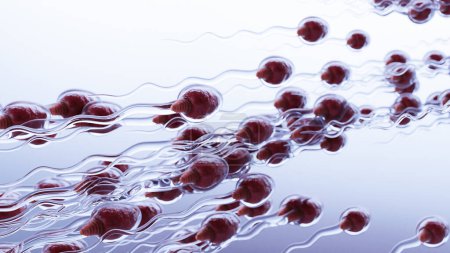 human Sperm Swim to Ovum Cell for natural fertilization and insemination, men's cum fertility, Male sperms cells approaching egg cell, medically accurate of pre-fertilization, spermatozoons, 3d render