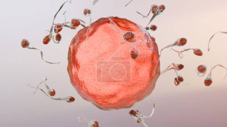 human Sperm Swim to Ovum Cell for natural fertilization insemination, men cum fertility, Male sperms cells approaching egg cell, deformation, infertility, pre-fertilization, spermatozoons, 3d render