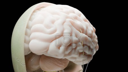 Anatomie des menschlichen Gehirns, medizinisches Diagramm mit parasympathischen und sympathischen Nerven. medizinisch korrekt, 3D-Darstellung