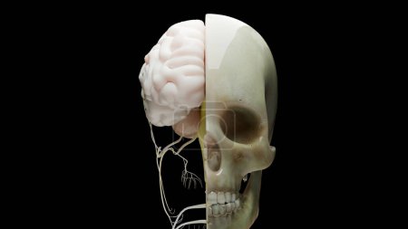 Anatomie des menschlichen Gehirns, medizinisches Diagramm mit parasympathischen und sympathischen Nerven. medizinisch präzise, Schädelquerschnitt, Sebazeous Bulb, 3D-Render