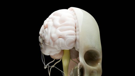 Anatomie des menschlichen Gehirns, medizinisches Diagramm mit parasympathischen und sympathischen Nerven. medizinisch präzise, Schädelquerschnitt, Sebazeous Bulb, 3D-Render