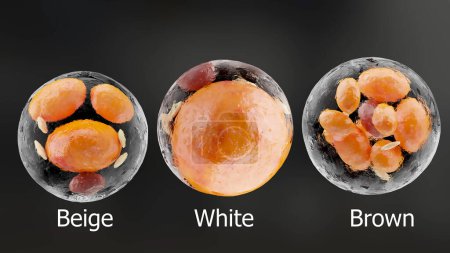 Photo for Brown, beige and white fat cells,  adipocyte and lipocyte, cholesterol in a cells, adipose tissue, lipid droplet, fat in body, Obesity, Types of lipocytes dermis and hypodermis, nucleus, 3d render - Royalty Free Image