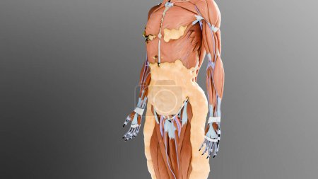 Gewichtsverlust im Vergleich. Transformation des menschlichen Körpers. Vor und nach einer dicken und dünnen Taille, dickem Bauch vor und schlanker Passform perfekten Bauch nach schnellen Gewichtsverlust Prozess. Sporttraining. Fettverbrennung, 3D-Darstellung