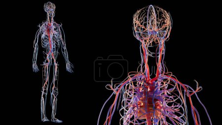 Human arterial and venous circulatory system Anatomy, Medically accurate  illustration of Heart with Vains and arteries, blood vessels scheme, vessels, diagram cardiovascular, rotate, 3d render