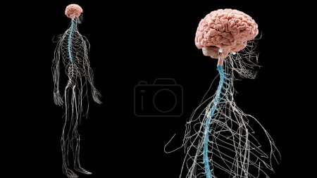 Anatomie des menschlichen Gehirns, medizinisches Diagramm mit parasympathischen und sympathischen Nerven. medizinisch korrekte Neuronen, Zentralorgan, Rückenmark, Neurotransmitter, 3D-Rende
