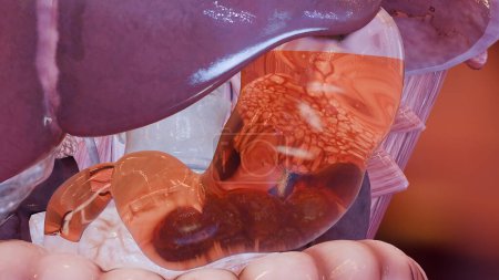Menschlicher Magen Anatomie Verdauung, Speiseröhrenkrebs Magen mit saurem Verdauungstrakt, Kontraktion der Magenwand, internes Organ, Magendarm, Zersetzungsprozess der Nahrung, Ernährungskonzept, 3D-Reander