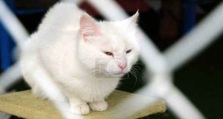 Foto de Van Cats are the most famous cats of Turkey. - Imagen libre de derechos