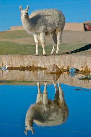 Photo for Alpaca Drinking Water mirroring Bolivia Atacama Blue sky. High quality photo - Royalty Free Image