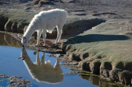 Photo for Alpaca Drinking Water mirroring Bolivia Atacama Blue sky. High quality photo - Royalty Free Image