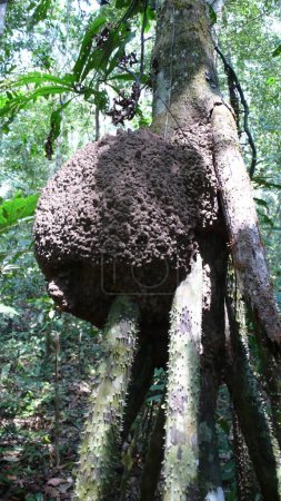 Téléchargez les photos : Termites nid dschungle rurrenabaque Bolivie Amazonas extérieur. Photo de haute qualité - en image libre de droit