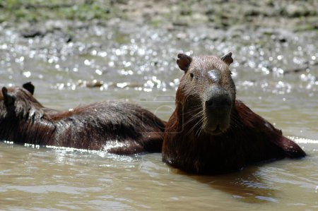 Foto de Capybara Río Beni Bolivia dschungle naturaleza silvestre. Foto de alta calidad - Imagen libre de derechos