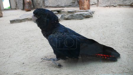 Téléchargez les photos : Perroquet oiseau noir assis sur le plancher mignon. Photo de haute qualité - en image libre de droit