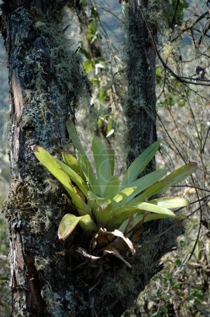 Epiphyten-Parasiten pflanzen Baum Dschungle Sky Bolivien. Hochwertiges Foto