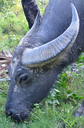Photo for Water Buffalo Koh yao Noi Island Thailand eating grass. High quality photo - Royalty Free Image