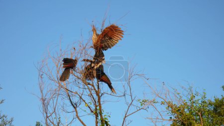 Foto de Hoatzin Bird Animal prehistórico en la selva boliviana. Foto de alta calidad - Imagen libre de derechos