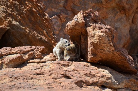 Photo for Hyrax in namibian desert Africa animal wildlife. High quality photo - Royalty Free Image