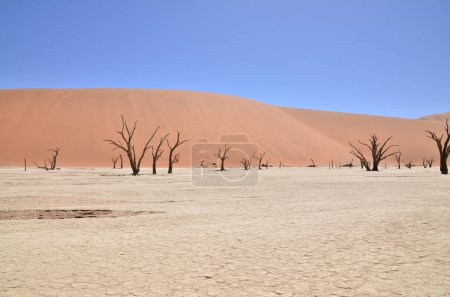 Foto de Deadvlei sossusvlei Árboles secos de sartén desierto Sand dunde Namibia Africa. Foto de alta calidad - Imagen libre de derechos