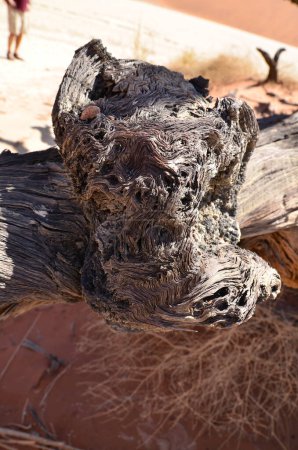 Foto de Wood deadvlei sossusvlei Árboles secos de sartén desierto duna de arena Namibia África. Foto de alta calidad - Imagen libre de derechos