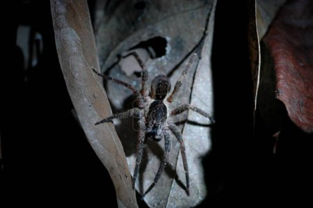 Téléchargez les photos : Big Spider Tarentule la nuit dans la nature Flash light. Photo de haute qualité - en image libre de droit