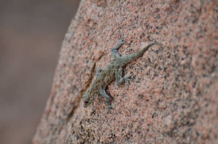 Photo for Gekko on Rock background pattern namibia Africa. High quality photo - Royalty Free Image