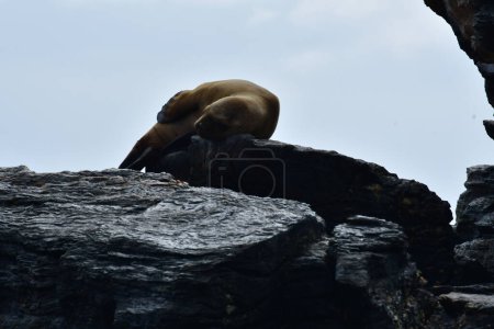 Foto de Reserva Nacional Pinguino de Humboldt seelion. High quality photo - Imagen libre de derechos