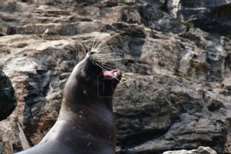 Foto de Roaring Reserva Nacional Pinguino de Humboldt seelion. High quality photo - Imagen libre de derechos