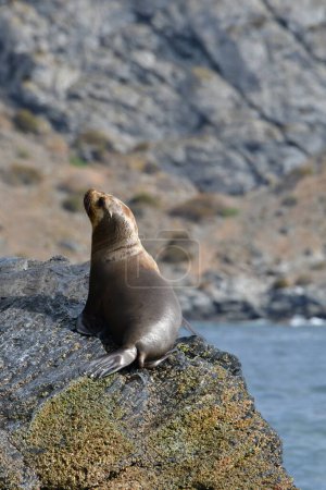 Foto de Reserva Nacional Pinguino de Humboldt seelion. High quality photo - Imagen libre de derechos