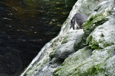 Téléchargez les photos : Humboldt Penguin Reserva Nacional Pinguino de Humboldt. High quality photo - en image libre de droit