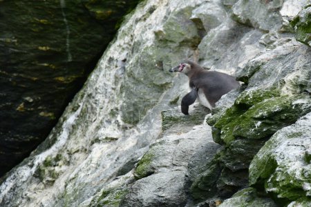 Téléchargez les photos : Humboldt Penguin Reserva Nacional Pinguino de Humboldt. High quality photo - en image libre de droit